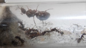Ecartelement (cinerea), Suivi de mes premiers pas