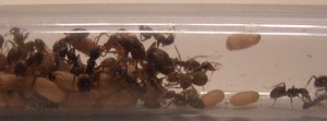 Chthonolasius + Lasius sp. niger, Suivi de mes premiers pas