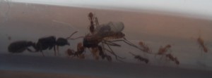 Le repas est servi : Moustique !, Suivi de mes premiers pas