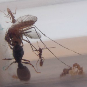 Maman aussi a faim!, Suivi de mes premiers pas