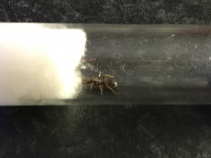 Gyne 1, [Chthonolasius sp.] Gynes en Alsace