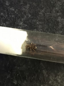 Gyne 1, [Chthonolasius sp.] Gynes en Alsace