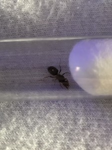 Gyne 2, [Chthonolasius sp.] Gynes en Alsace