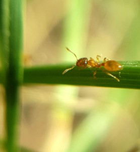 Ouvrière lasius flavius, 