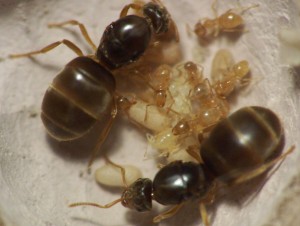 Gyne Lasius flavus (issue de la fiche d'élevage), Service de signalement des essaimages