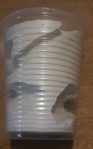 fourmilière 2 seconde photo, Humidification nid en plâtre