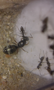 Fondation Formica cunicularia avec quelques petites physogastries, [Blog] Colonie de Formica cunicularia