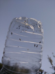 Capture de moucherons grâce à une figue., Piège actif à moucherons rechargeable