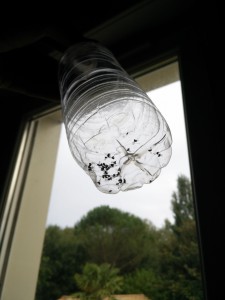 Capture de moucherons après congélation grâce à une figue, Piège actif à moucherons rechargeable