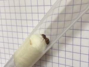Que suis-je ?, Présentation de mes fondations et colonies
