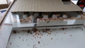 nid1, Accumulation de substrat sur les murs