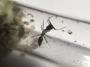 Larves gyne n°1 31/08/17, [Blog] Odontomachus bauri, Emery 1892