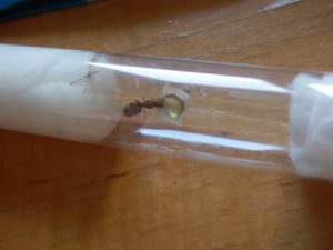 vue du haut, [Lasius emarginatus] Reine fourmi à identifier