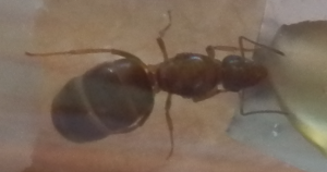 Gros plan, [Lasius emarginatus] Reine fourmi à identifier