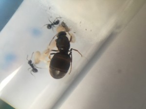 Fourmis 1, [Lasius sp.] Identification de 2 fondations