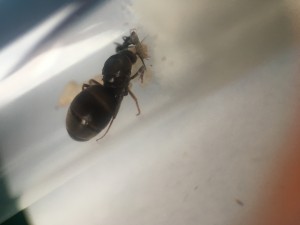 Fourmis 1.2, [Lasius sp.] Identification de 2 fondations