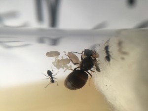 Fourmis 1.3, [Lasius sp.] Identification de 2 fondations