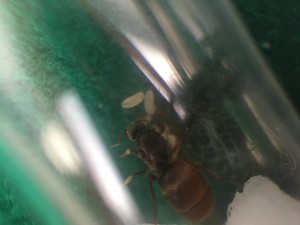 Fourmis 2, [Lasius sp.] Identification de 2 fondations