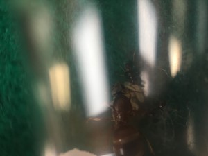 Fourmis 2.2, [Lasius sp.] Identification de 2 fondations