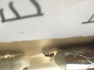 Fourmis 2.3, [Lasius sp.] Identification de 2 fondations