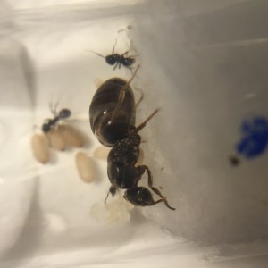 De profile, [Lasius sp.] Identification de 2 fondations