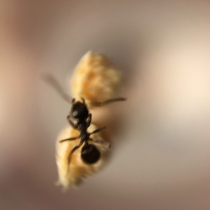 Ouvrière 1.2, [Lasius sp.] Identification de 2 fondations