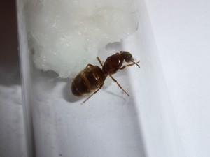 photo de dessus, [Lasius emarginatus] Confirmation d'identification