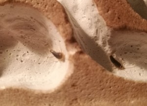 Les bébêtes sont de retour, Nouvelles colocataires