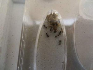 dsl pour la qualité, [Lasius emarginatus] Confirmation d'identification