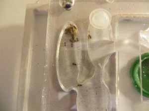 bon c' est mieux la, [Lasius emarginatus] Confirmation d'identification