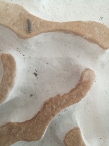 Des oeufs ? Des excréments ? Un mélange ?, Nouvelles colocataires