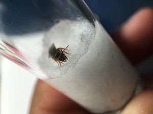 Gyne surprise de face, [Chthonolasius sp.] Une rencontre inattendue !