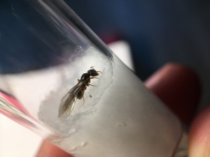 Gyne surprise de profil, [Chthonolasius sp.] Une rencontre inattendue !