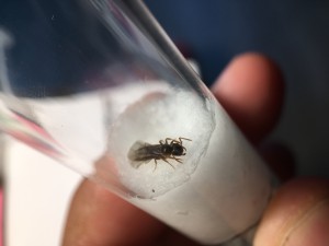 Gyne surprise trois quarts face, [Chthonolasius sp.] Une rencontre inattendue !