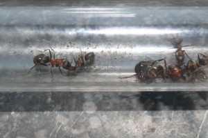 Serviformica rufibarbis, [Blog] Formica et Polyergus de Lenoil