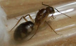 **fin**[Blog] Camponotus substitutus, 00substitutus01.jpg