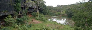 forêt Kakamega, [Blog] Messor cephalotes