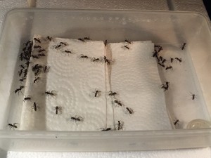 Camponotus detritus, [Blog] Camponotus detritus