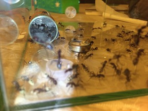 Aventure, [Blog] Camponotus detritus