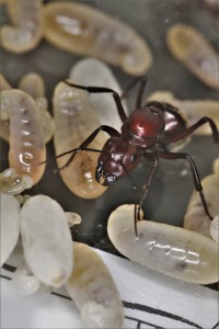 Reine, [Blog] Camponotus detritus