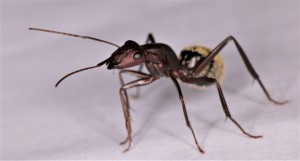 Minor, [Blog] Camponotus detritus