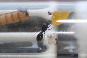 Gyne., [Tetramorium sp.] Pheidole pallidula ou autre ?