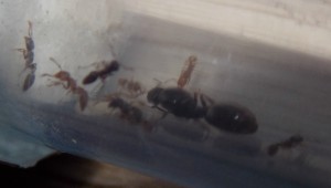 Tetramorium, Suivi de mes premiers pas