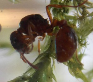 Myrmica sp., Suivi de mes premiers pas