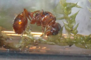 Myrmica sp., Suivi de mes premiers pas