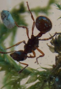 Myrmica, Suivi de mes premiers pas
