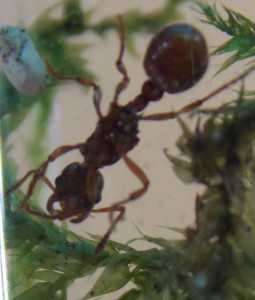 Myrmica, Suivi de mes premiers pas