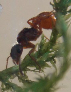 Myrmica, Suivi de mes premiers pas