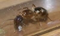 **fin**[Blog] Camponotus substitutus, substitutus.jpg