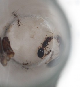 Gyne Pheidole pallidula., [Tetramorium sp.] Pheidole pallidula ou autre ?